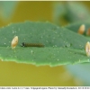 colias erate larva1 volg21